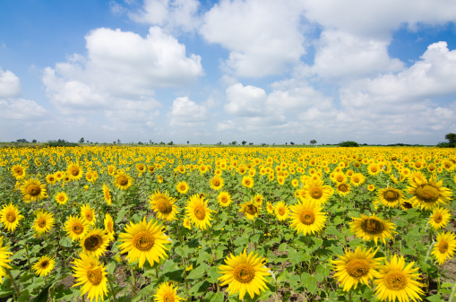 Nuevas oportunidades para el cultivo del Girasol | Gimtrac